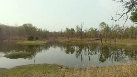 A small lake in middle of the jungle Stock Footage 208846085
