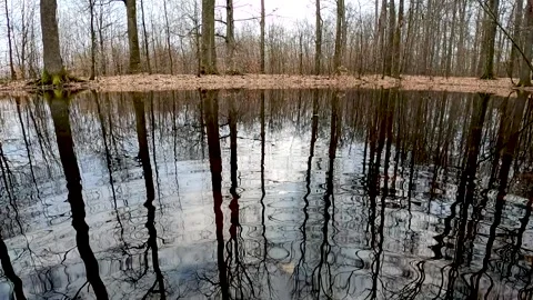 Small lake in mountain spring forest Stock Footage 270065510