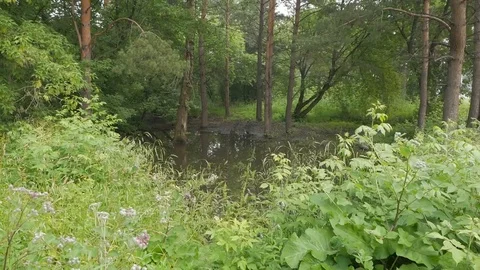 Small lake overgrown with grass Stock Footage 115327232