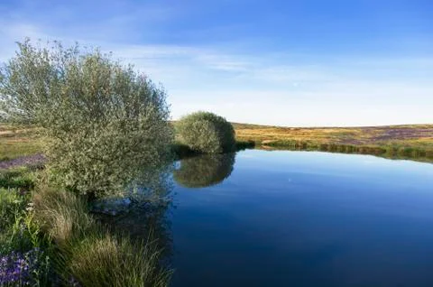 Small lake Stock Photos