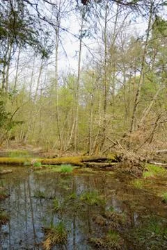 Small lake Stock Photos