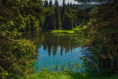 A Small lake in a pine forest Stock Photos