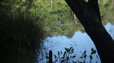 SMALL LAKE WITH REFLECTION # 2 Stock Footage 29997839