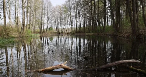 A small lake by the river in spring, trees growing on the shore of the lake in Stock Footage 288177596