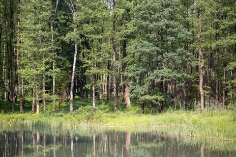 Small lake in spring forest Stock Photos