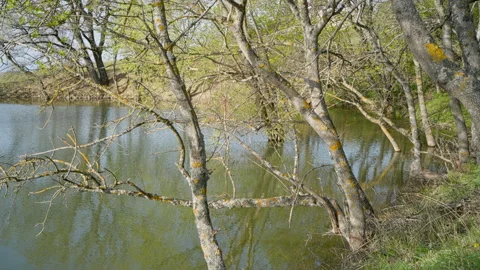 A small lake surrounded by trees on a spring morning, nature's beauty and Stock Footage 272343979