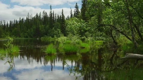 Small lake in swedish National Park Stock Footage