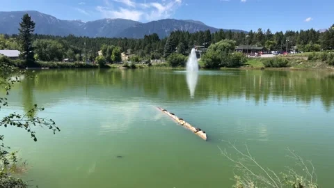 Small lake turtles seating in a row on an old tree trunk at the lake Video stock 151057429