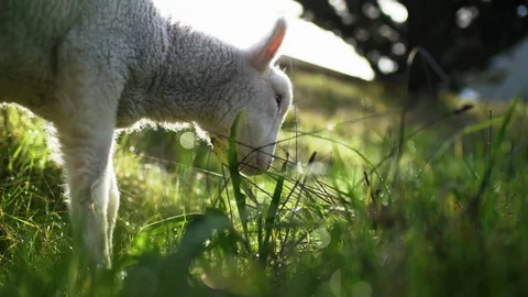 A small lamb grazes in a field. Stock-Footage 88404033