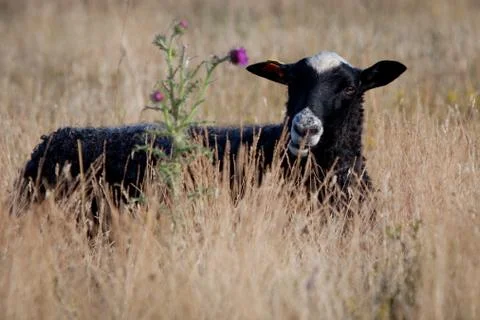 Small lamb in high grass Stock Photos