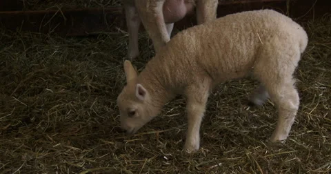 Small lamb living in barn Video stock 49267849