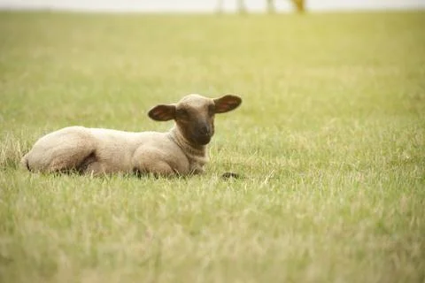 Small lamb lying on a large patch of grass  looking towards the viewer - sunn Stock Photos