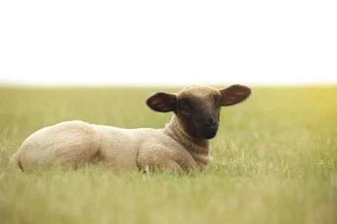 Small lamb lying on a patch of grass grass stretching to the sky looking towa Stock Photos