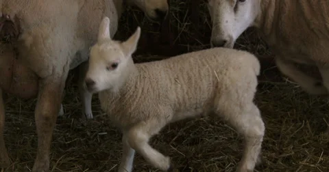 Small lamb trying to breastfeed form a sheep Stock Footage 49237700