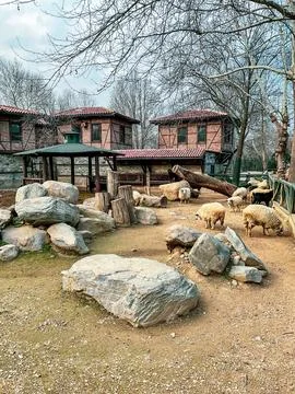Small lambs on background of sheeps in corral Stock Photos