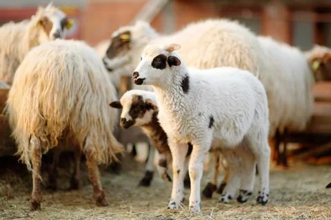 Small lambs on background of sheeps in corral on the farm. Stock Photos