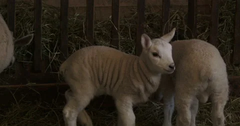 Small lambs living in a barn Stock Footage 49237875