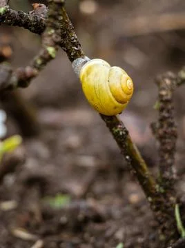 Small land snail with a yellow shell on a tree branch, black soil in a wet ra Foto stock