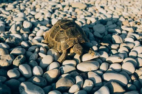 Small land tortoise Stock Photos