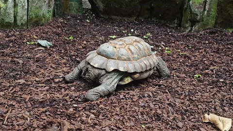 A small land turtle in motion Stock Footage 267461053