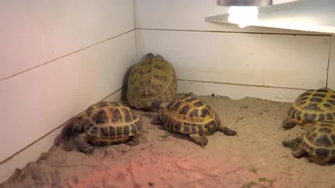 Small Land Turtle Walk in Open Cage With Sand. Cute Little Children Watch Stock Footage 159567290