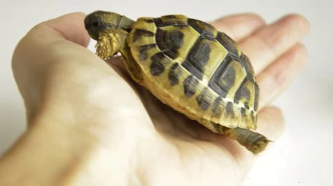 Small land turtles crawl on hands Stock Footage 68907849