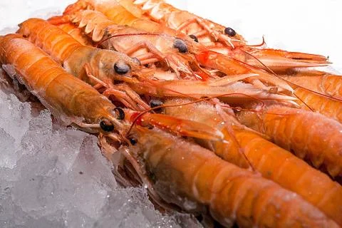 Small langoustines in ice Stock Photos