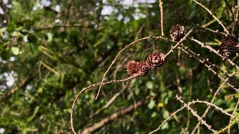 Small Larch Cones on Delicate Twig in Mountain Forest Environment Photos