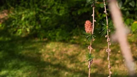 Small Larch Cones on Delicate Twig in Mountain Forest Environment 写真素材
