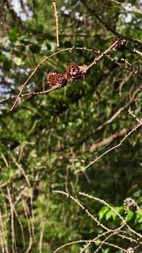 Small Larch Cones on Delicate Twig in Mountain Forest Environment Stockfoto's