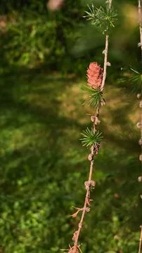 Small Larch Cones on Delicate Twig in Mountain Forest Environment Fotos Stock