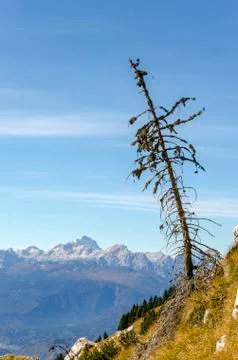 Small larch tree with view on mountains Stock Photos