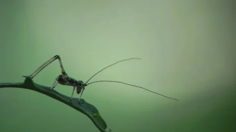 Small larvae Grasshopper insect green leaf macro HD Stock Footage