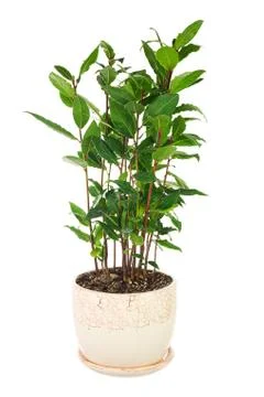 Small laurel tree in flower pot isolated on white background. Stock Photos