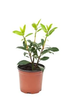 Small laurel tree in the pot Stock Photos