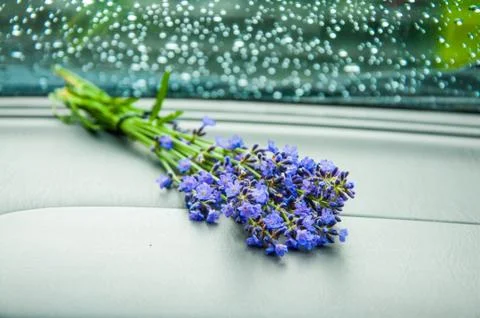 A small lavender bunch Stock Photos