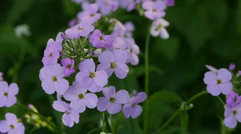Small lavender flowers #3 Stock Footage