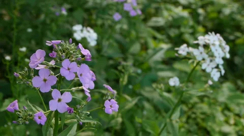Small lavender flowers #3 Stock Footage