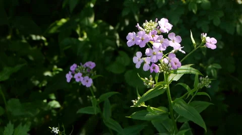 Small lavender flowers #4 스톡 동영상 5298205