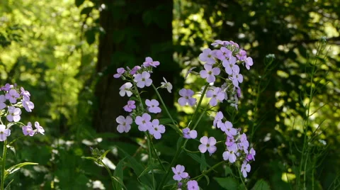 Small lavender flowers Video stock 5298184