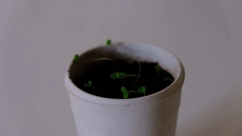 Small Lavender Plants Growing out of a Bamboo Cup Indoors Stock Footage 125531498