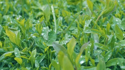 Small lawn grass after the rain. Water drops on grass Stock Footage 108939884