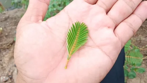 A small leaf above the hand Stock Footage 231214079
