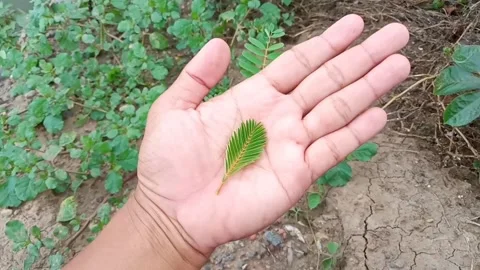 A small leaf above the hand Stock Footage 231214104