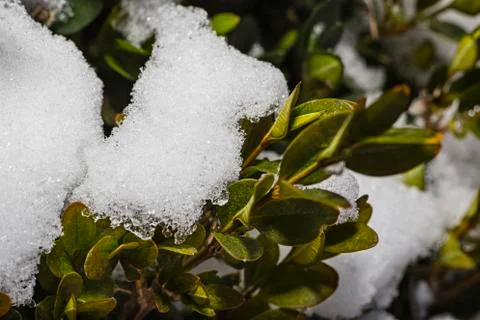Small leaf and snow Stockfoto's