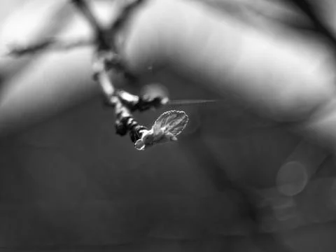 Small leaf on an Apple tree Foto stock