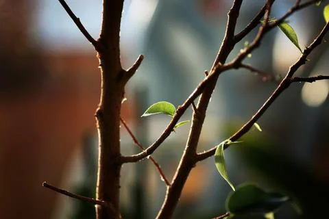 Small leaf on a branch 스톡 사진