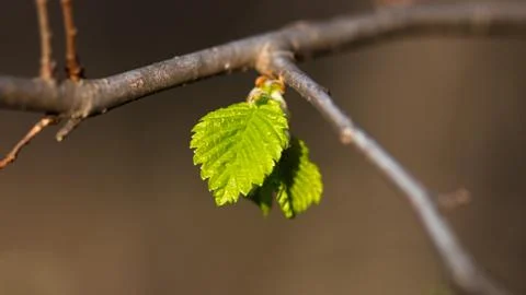 Small leaf bud Stock Photos