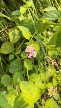 Small leaf closeup and background green leaf Stock Photos