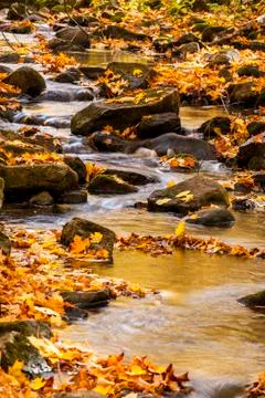  A small leaf covered stream in Autumn Stock Photos